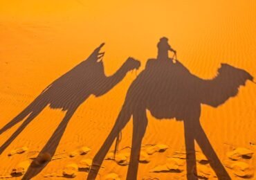 A camel tour