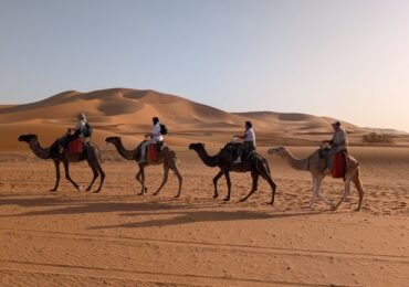 A camel tour